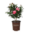 Early Wonder Camellia in a two gallon pot against a white background with pink blooms