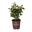 2.5 Quart Early Wonder Camellia for sale in a southern living plant collection pot