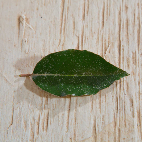 olive to dark green foliage speckled with silver dots