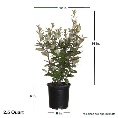 Elaeagnus Pungens Ebbingei Shrub dimensions sized shipped