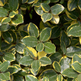 elaeagnus pungens full grown shrub for sale online