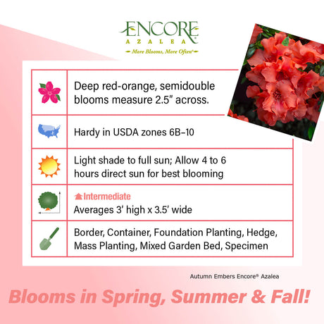 Encore Azalea Autumn Embers fact sheet