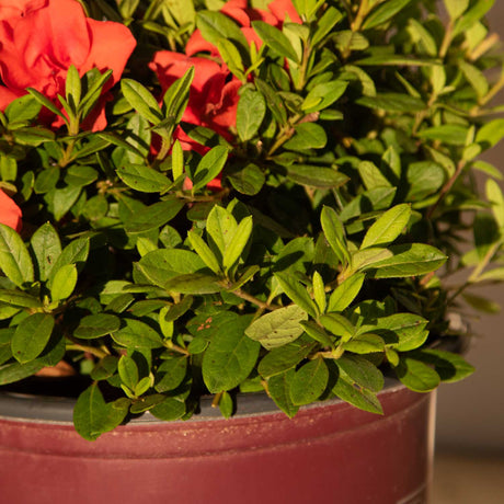 encore azalea autumn embers dark green autumn embers foliage red-orange blooms in the background in brown 2-gallon pot