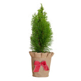 Emerald Green Thuja living Christmas tree with decorative burlap wrap and red bow