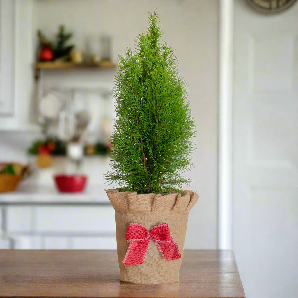 Living Christmas Tree - Emerald Green Arborvitae