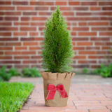 Emerald Green Mini Christmas Tree in a burlap pot cover on a brick patio for the holidays