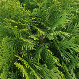 Emerald Green thuja foliage closeup. Evergreen fans of arborvitae foliage