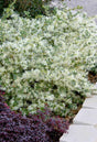 Emerald Snow Loropetalum landscape