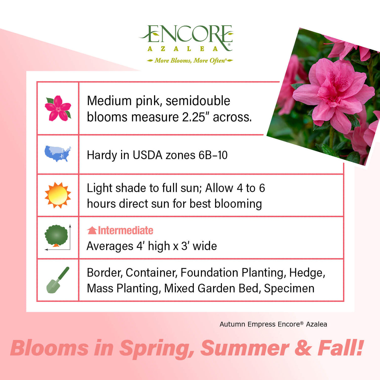 Encore Azalea Autumn Empress fact sheet