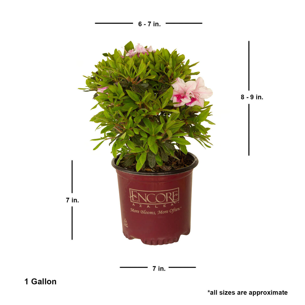 flowering reblooming evergreen shrub  live encore azalea bush for sale online 