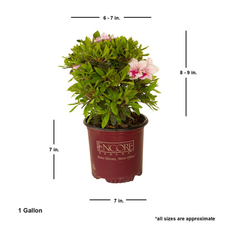 flowering reblooming evergreen shrub  live encore azalea bush for sale online 