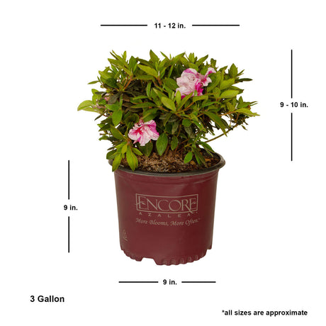 3 gallon live evergreen encore azalea for sale online size shipped 