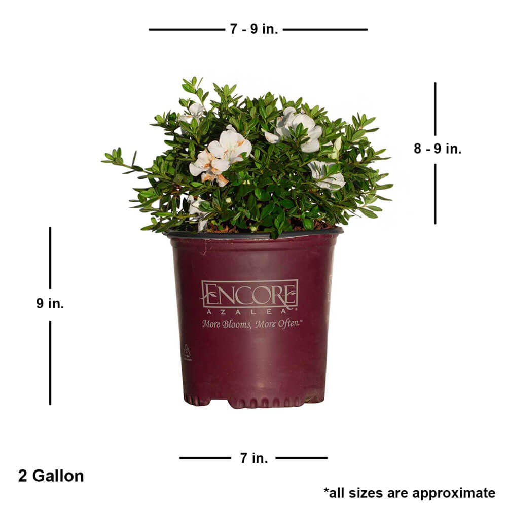 2 gallon Encore Azalea Autumn Ivory with dimensions. Autumn Ivory is 8-9" tall when shipped