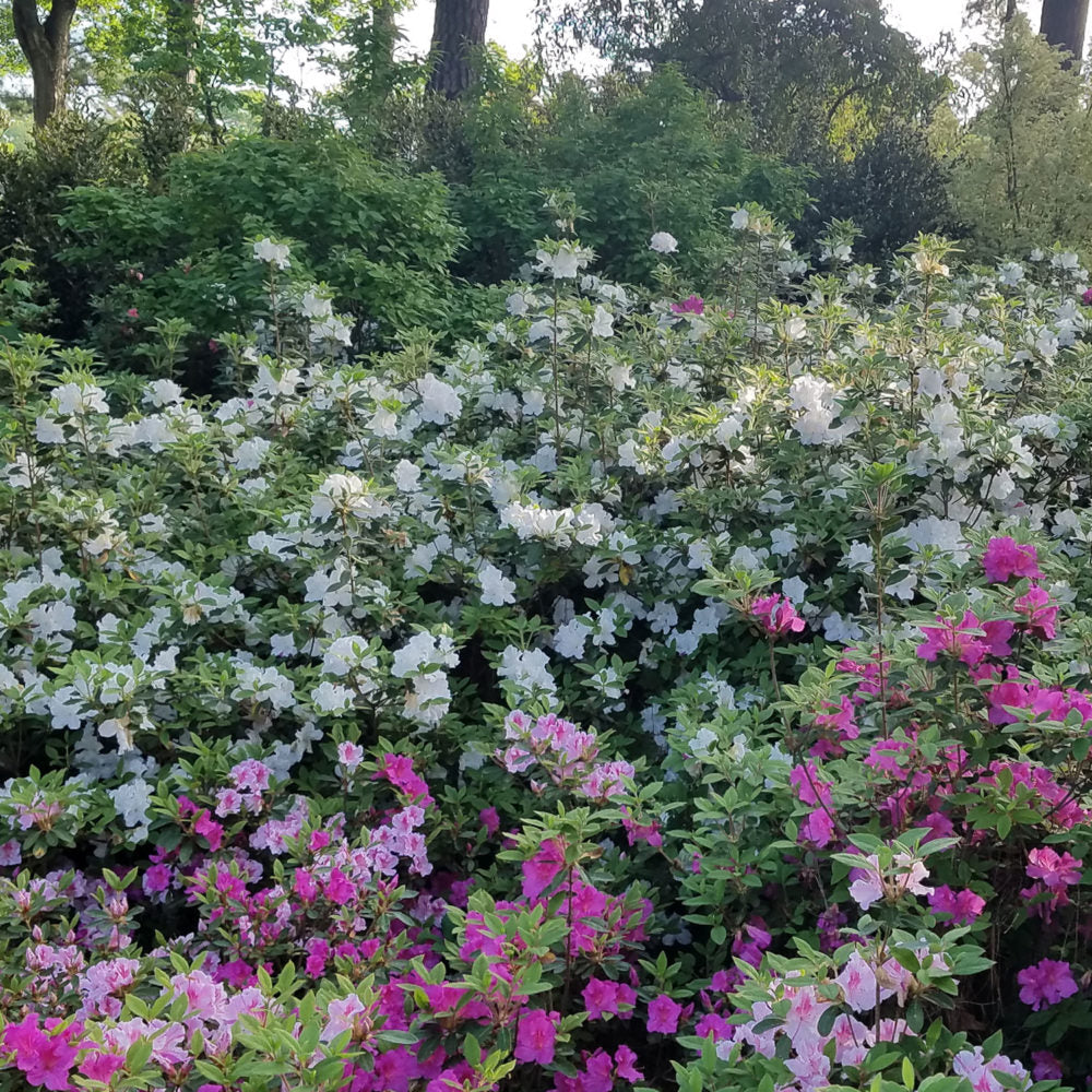 Encore Azalea Autumn Lily with white flowers planted in the landscape