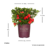 encore azalea sunset red flowers evergreen shrub live plant for sale online