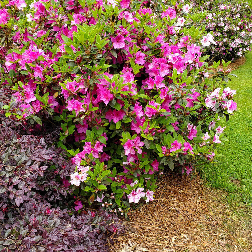 Autumn Twist Encore Azalea | Shop Plantsbymail.com – Plants by Mail