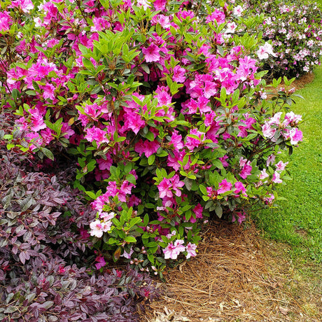pink azalea for sale perfect landscape shrub for southern climates