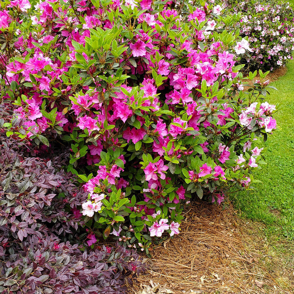 pink azalea for sale perfect landscape shrub for southern climates