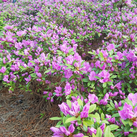 Encore Azalea Autumn Lilac shrub with purple flowers and bright green leaves