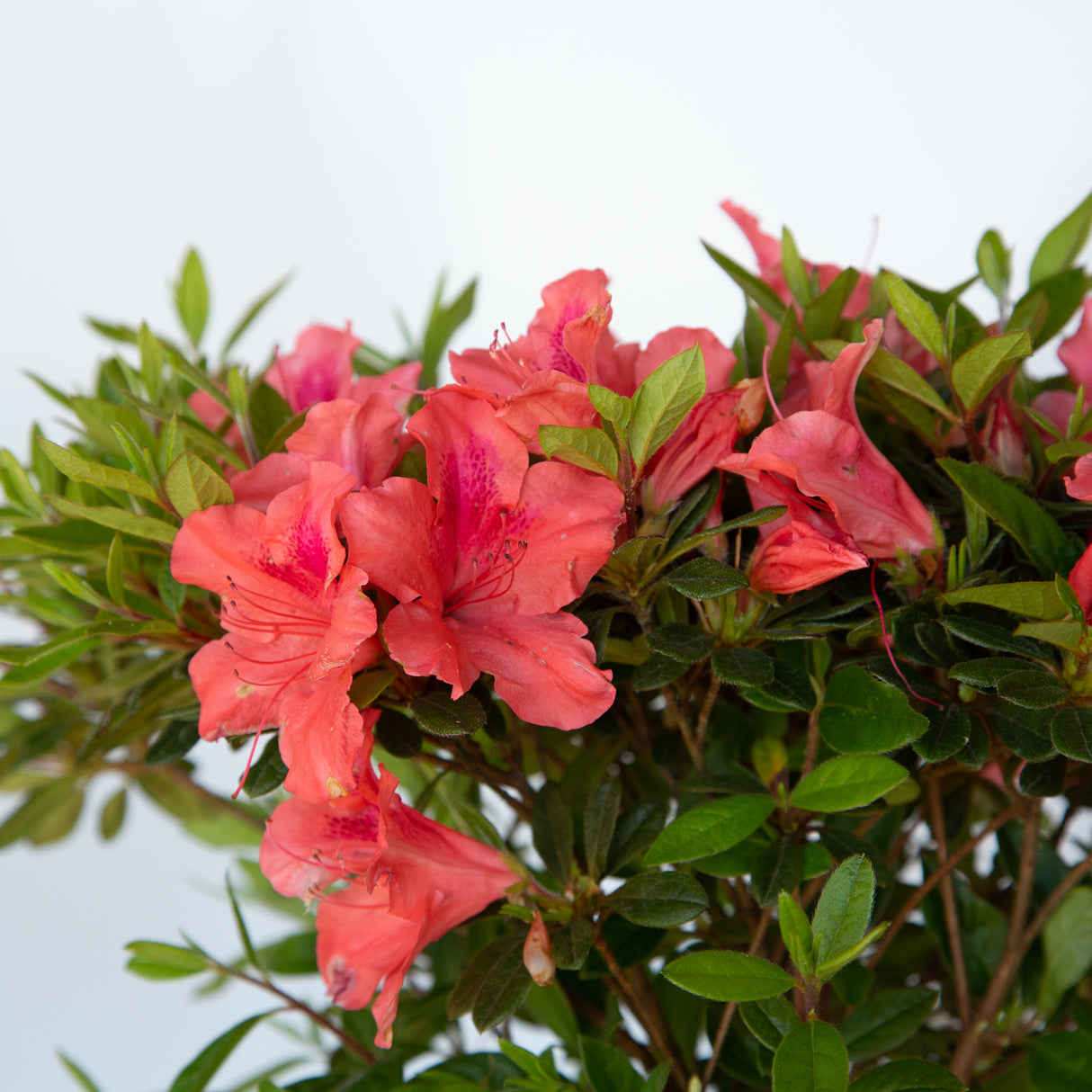 pink blooms evergreen foliage for sale online 