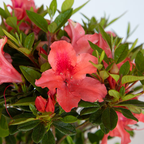 Encore Azalea Coral Pink Blooms and green foliage on a sunny day