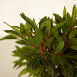 encore azaleas for sale online pink flower blooms