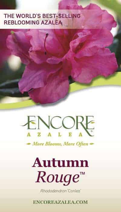 Autumn Rouge Encore Azalea care tag