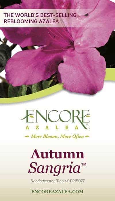 Autumn Sangria Encore Azalea care tag