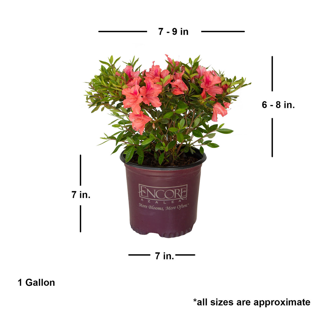 average size encore azalea coral for sale online 