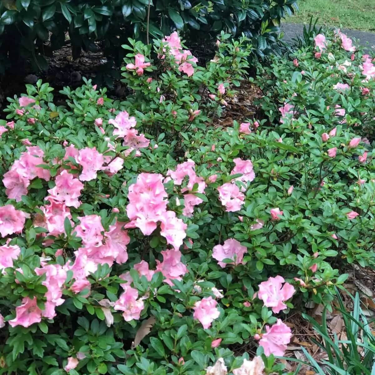 encore azalea pink flowers evergreen landscape shrub for sale online 