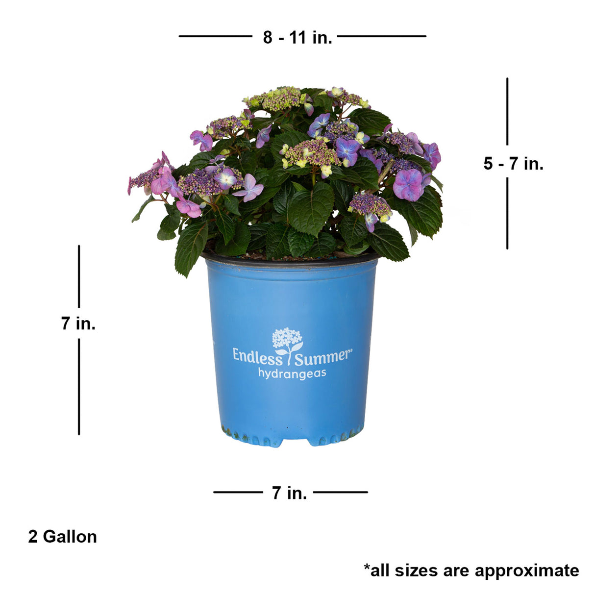2 Gallon Pop Star Hydrangea with shipped plant dimensions. Ships at approx 5-7 inches tall and 8-11 inches wide