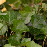 full shade english ivy vine groundcover Hedera helix