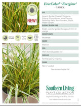 Product info sheet for everglow carex