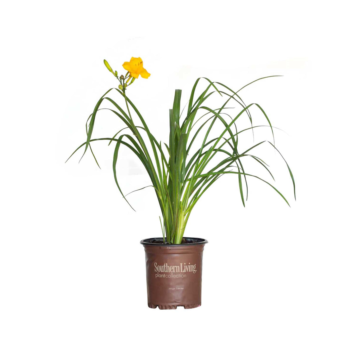 2.5 Quart Evergreen Stella Daylily for sale with yellow flower and tall green foliage in a southern living plants container with white background