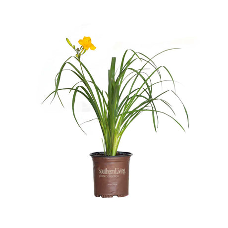 2.5 Quart Evergreen Stella Daylily for sale with yellow flower and tall green foliage in a southern living plants container with white background