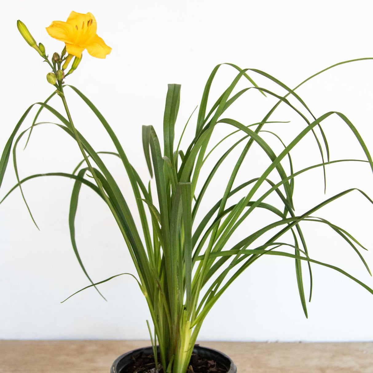 Evergreen stella daylily plant showing green foliage and single yellow flower