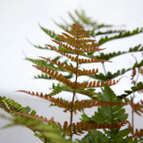 copper brown red fern foliage perennial landscape plant