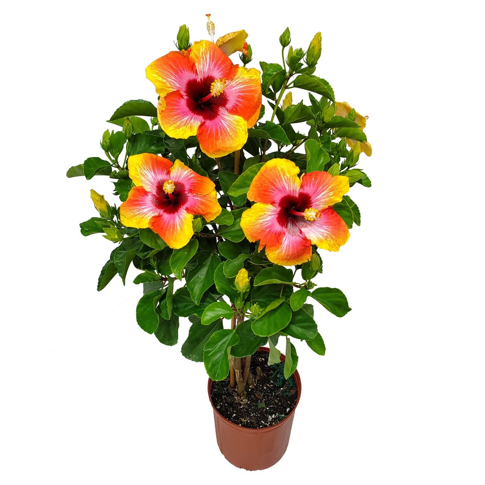 2 Gallon Fiesta Braided Hibiscus Tree for sale with yellow and pink blooms with green foliage in an orange nursery pot on a white background