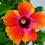 Fiesta Braided Hibiscus Flower with pink, orange and yellow hues