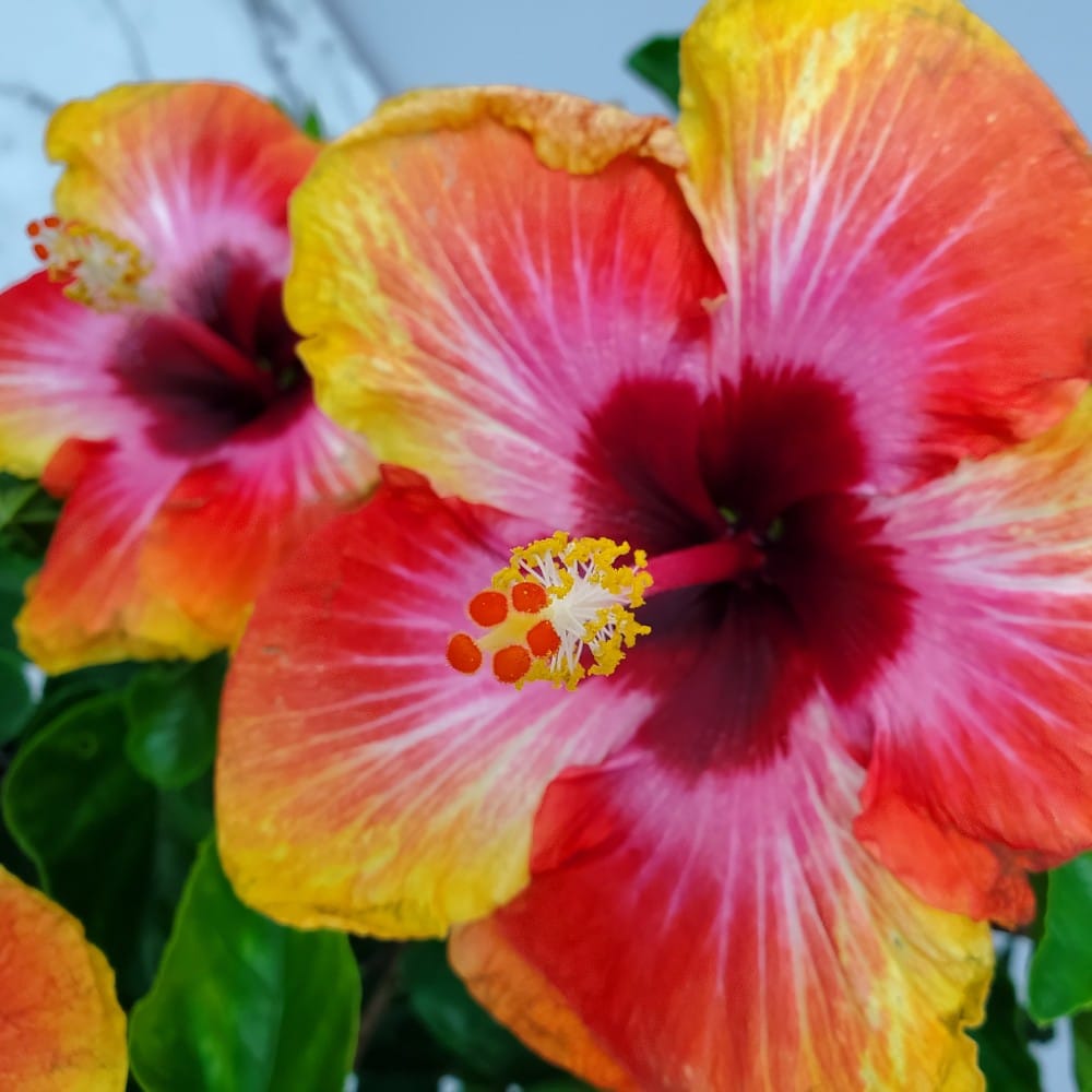 Fiesta Braided Hibiscus flower in shades of pink, orange and yellow with a bright yellow and red stamen