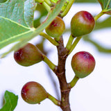 southern living plants fig trees for sale edible fruit brown stems