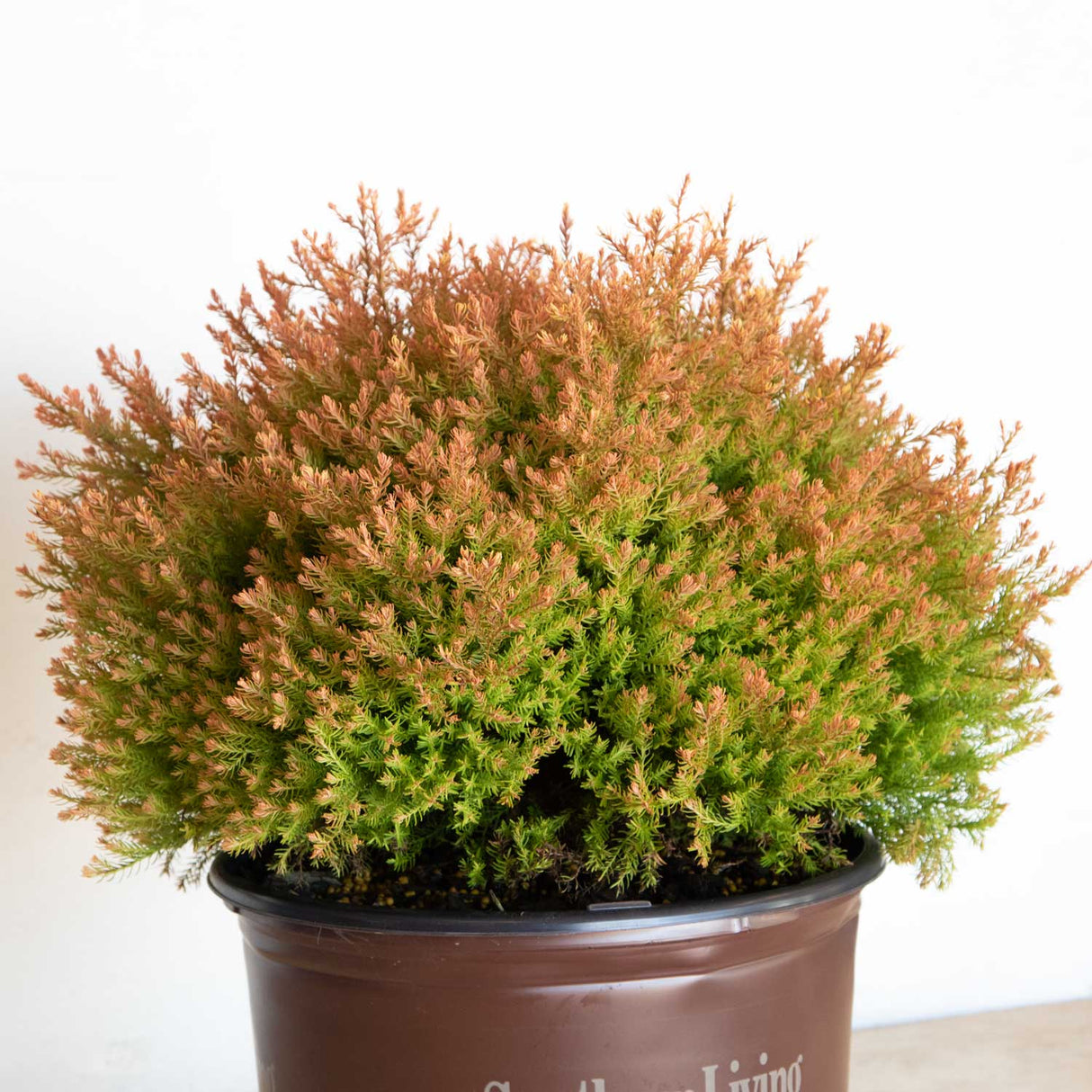 Orange Red foliage of the fire chief arborvitae