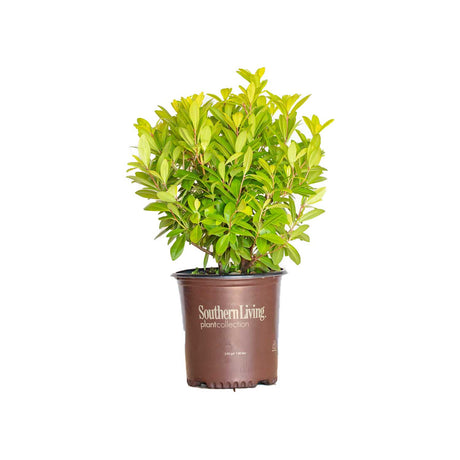 bright green nearly yellow foliage vertical growth in a 2-gallon southern living brown pot