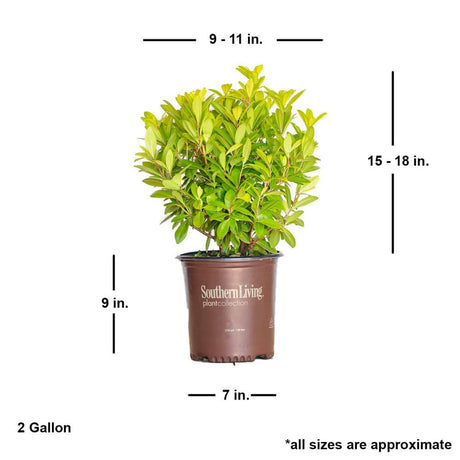 Florida Sunshine illicium parviflorum 2 gallon height width