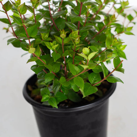 rose creek abelia shrub evergreen foliage