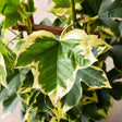 green and cream colored foliage of angyo star fatshedera trellised on a wooden stake