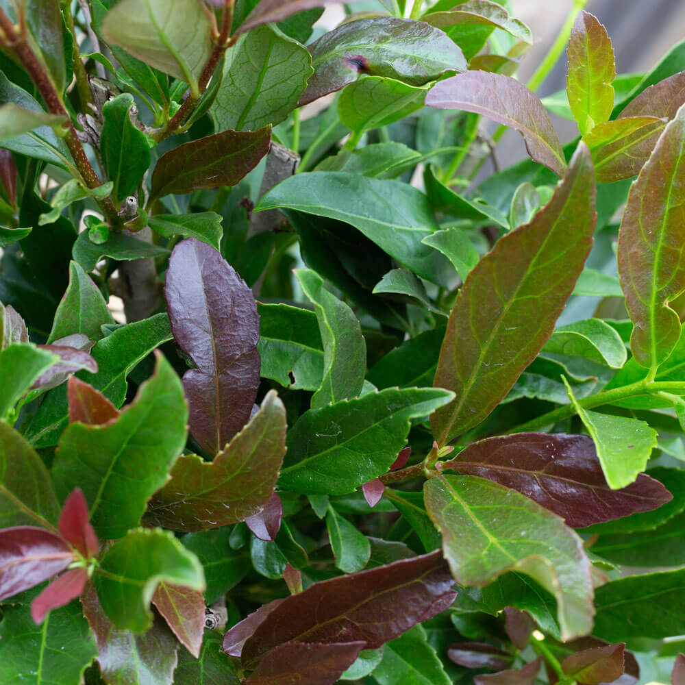 viburnum bushes for sale online brown and green foliage evergreen