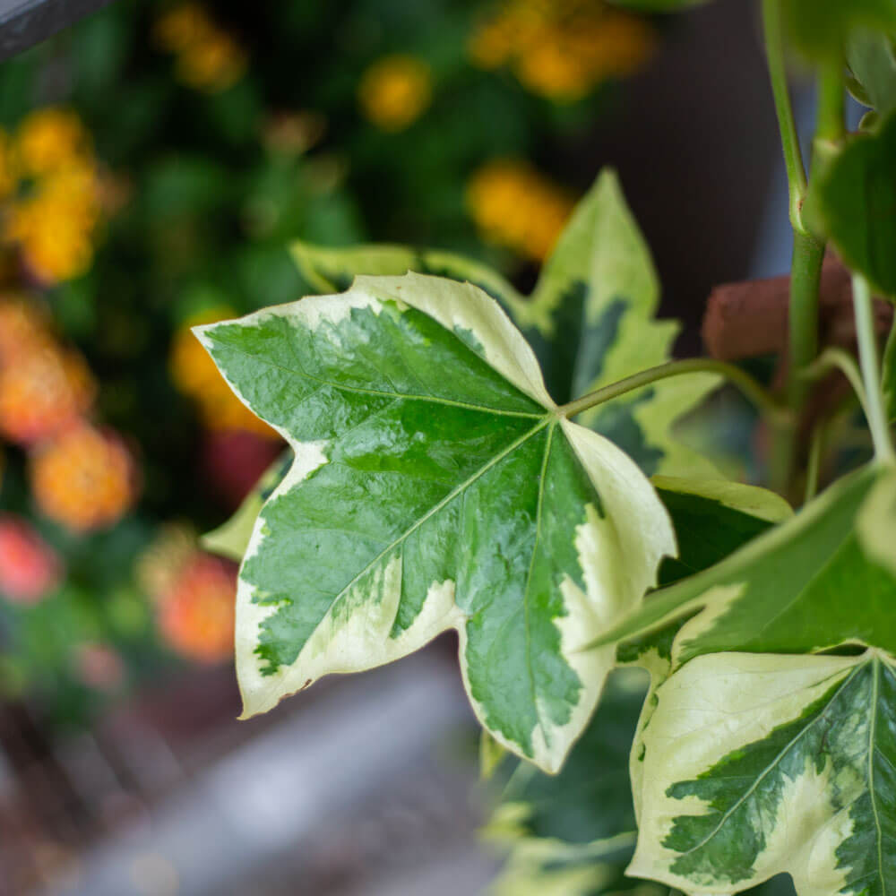 Angyo Star Tree Ivy variegated english ivy fatsia japonica