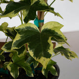 fatshedera lizei variegata english ivy fatsia japonica