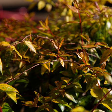 canyon creek abelia plant orange green foliage red stems 